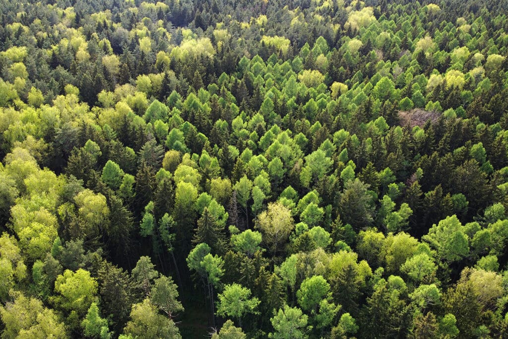 Aerial view of lush, dense forest of trees
